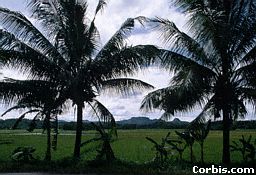 A Rainforest In The Phillipines