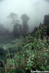A Columbian Rainforest