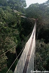 The Amazon Rainforest
