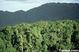 A Rainforest In The Grand Etang Forest Reserve And National Park. 