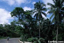 Palm trees grow in an area of lush rainforest near Kalibo in northern Panay Island in the Philippines. 