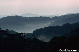 Mist hangs over the trees of a Rwandan tropical rainforest