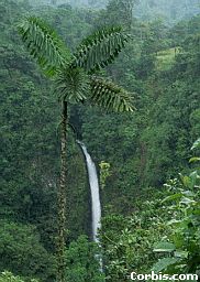 A Beautiful Rainforest Waterfall In The Highlands Of Costa Rica